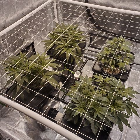 CG/ST growlog timeline photo