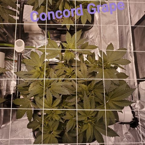 CG/ST growlog timeline photo