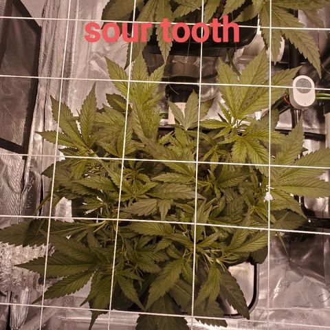 CG/ST growlog timeline photo