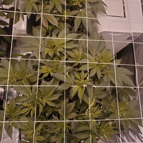 CG/ST growlog timeline photo
