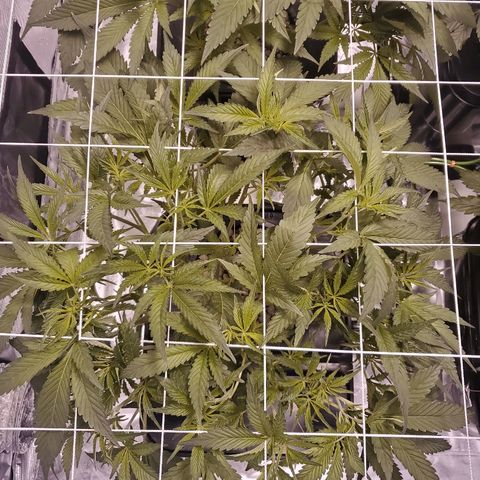 CG/ST growlog timeline photo