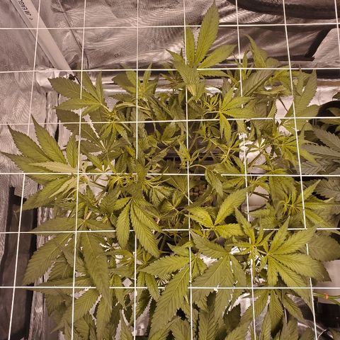 CG/ST growlog timeline photo
