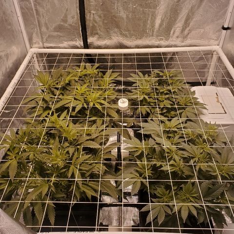 CG/ST growlog timeline photo