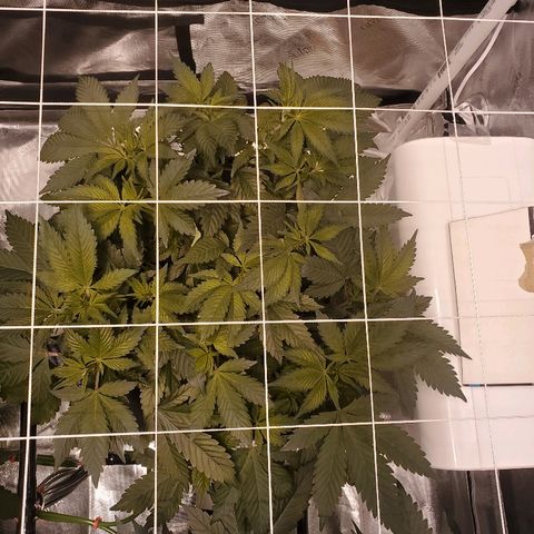 CG/ST growlog timeline photo