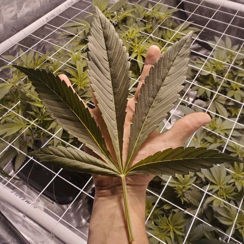 CG/ST growlog timeline photo