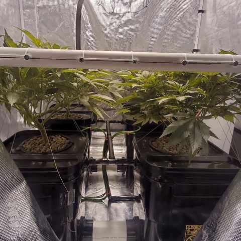CG/ST growlog timeline photo