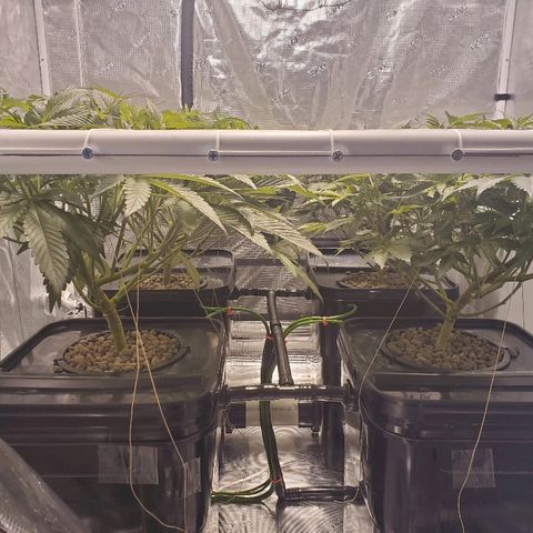 CG/ST growlog timeline photo