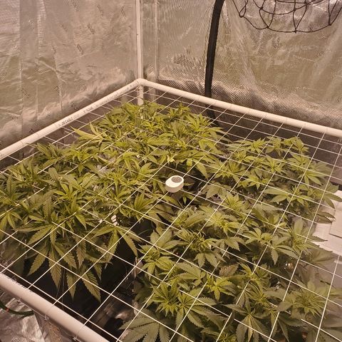 CG/ST growlog timeline photo