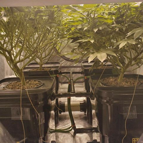 CG/ST growlog timeline photo