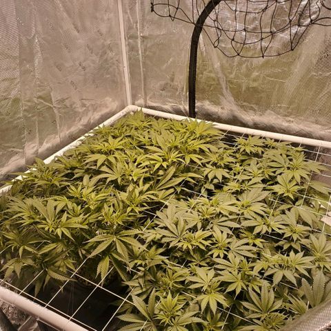CG/ST growlog timeline photo