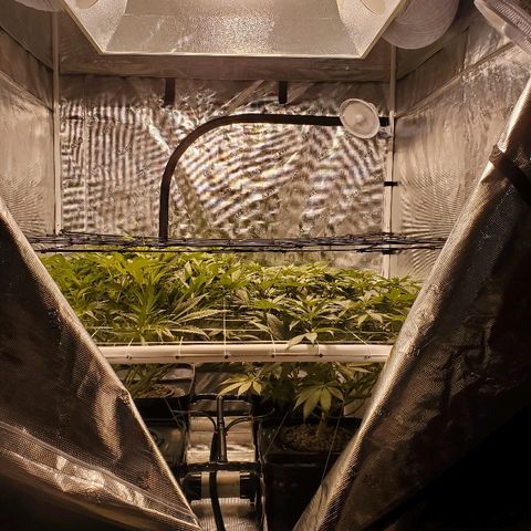 CG/ST growlog timeline photo