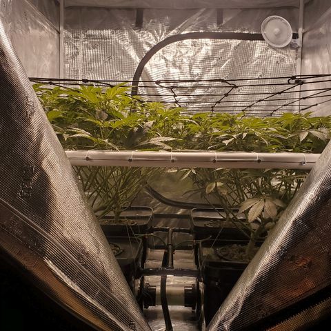 CG/ST growlog timeline photo