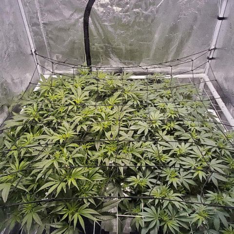 CG/ST growlog timeline photo