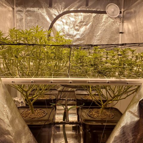 CG/ST growlog timeline photo