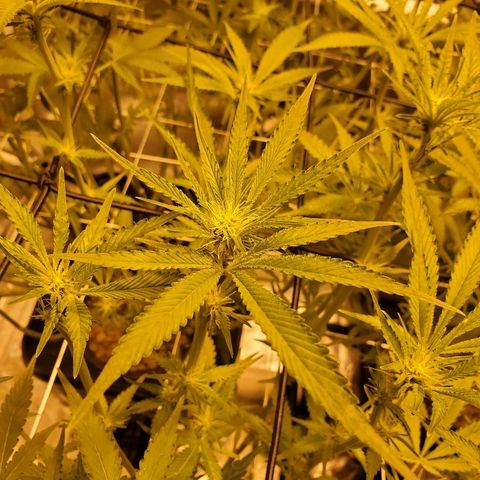 CG/ST growlog timeline photo