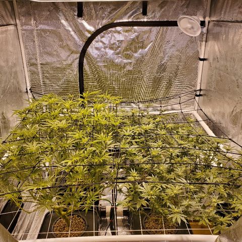 CG/ST growlog timeline photo