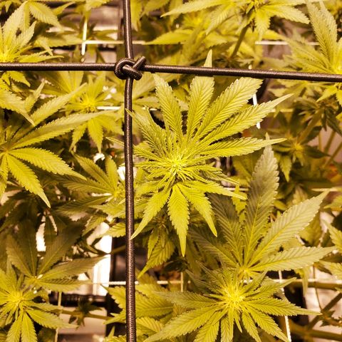 CG/ST growlog timeline photo