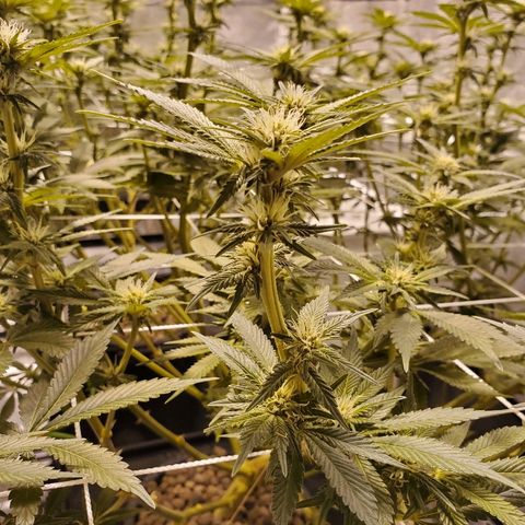 CG/ST growlog timeline photo