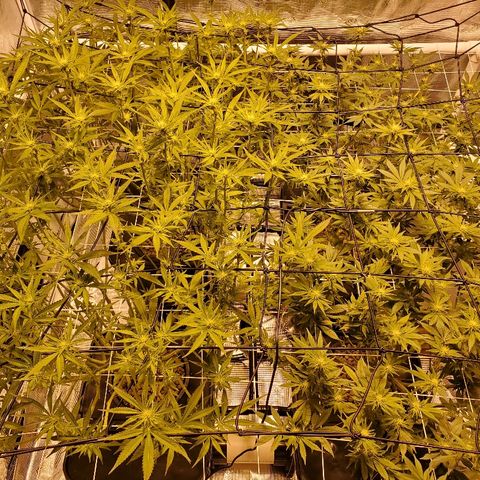 CG/ST growlog timeline photo