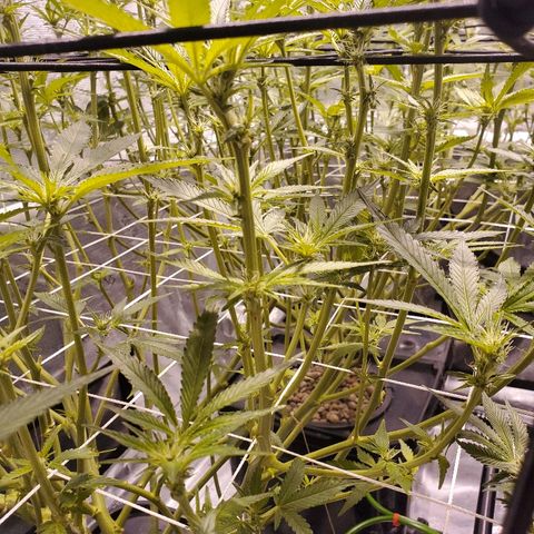 CG/ST growlog timeline photo