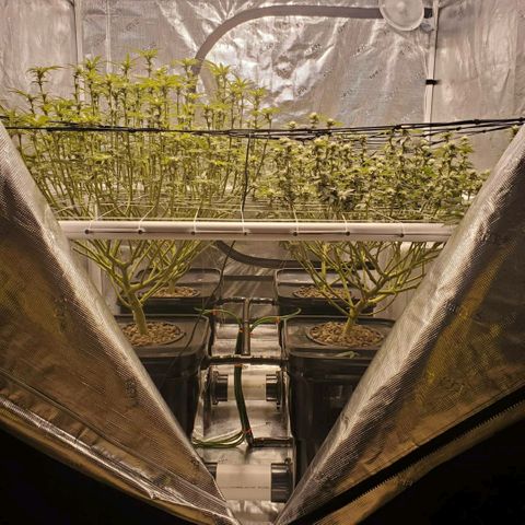 CG/ST growlog timeline photo