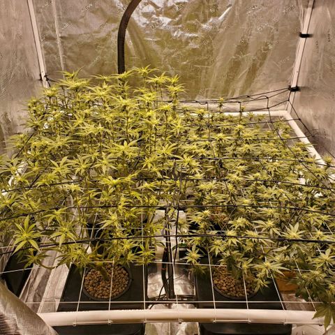 CG/ST growlog timeline photo