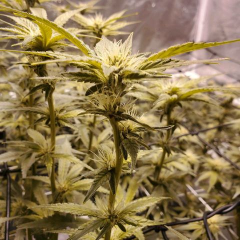 CG/ST growlog timeline photo