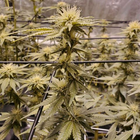 CG/ST growlog timeline photo
