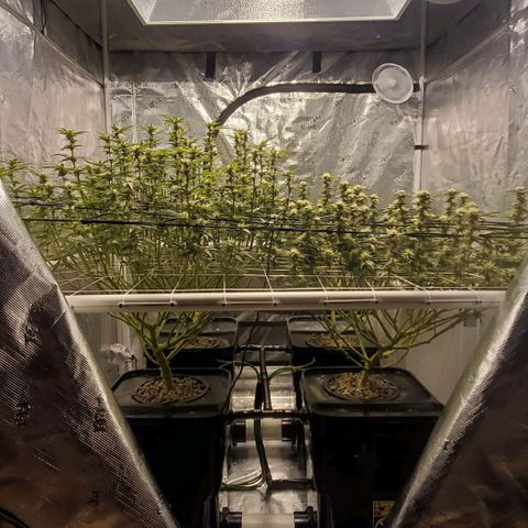 CG/ST growlog timeline photo