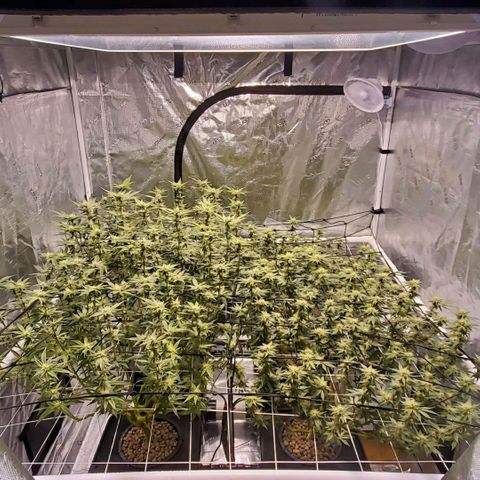 CG/ST growlog timeline photo