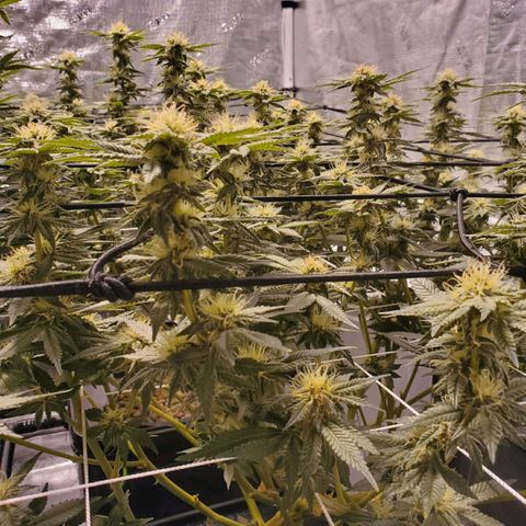 CG/ST growlog timeline photo