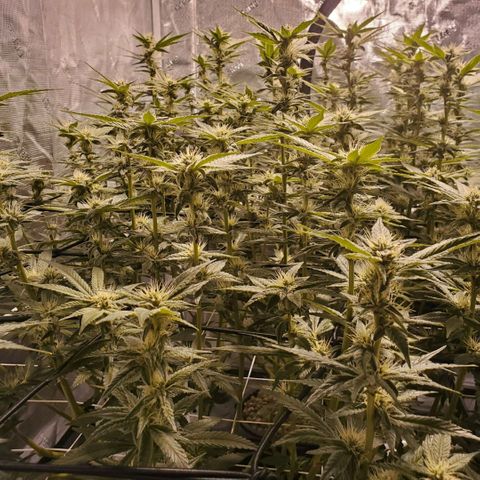 CG/ST growlog timeline photo