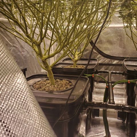 CG/ST growlog timeline photo