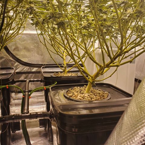 CG/ST growlog timeline photo