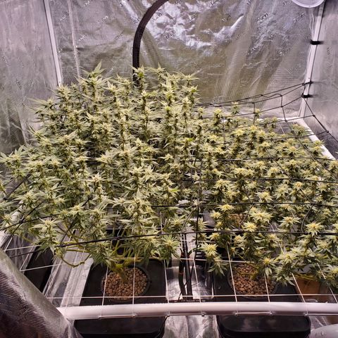 CG/ST growlog timeline photo