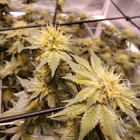 CG/ST growlog timeline photo