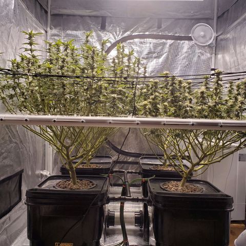 CG/ST growlog timeline photo