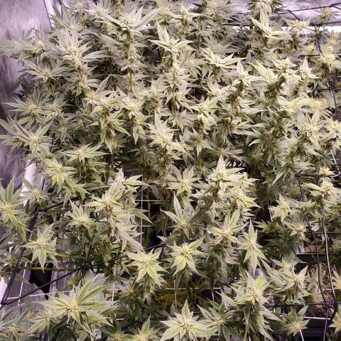 CG/ST growlog timeline photo