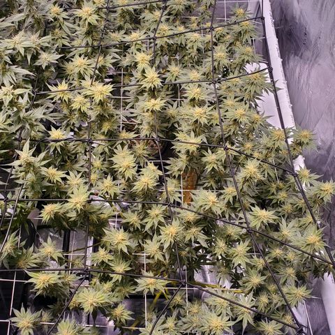 CG/ST growlog timeline photo