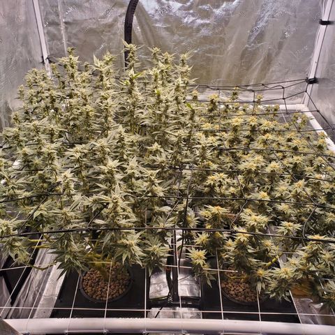 CG/ST growlog timeline photo
