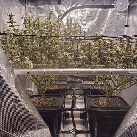 CG/ST growlog timeline photo