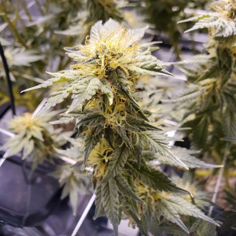 CG/ST growlog timeline photo