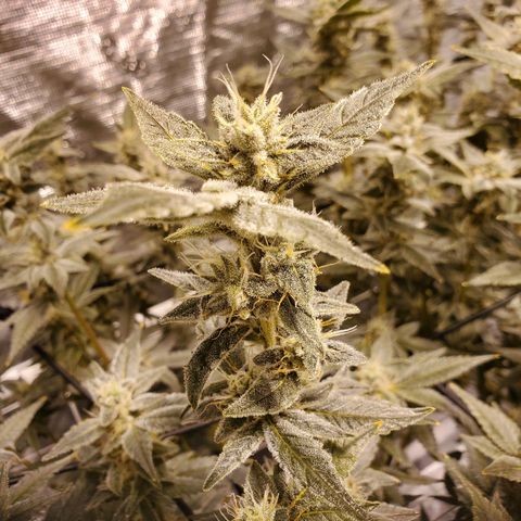 CG/ST growlog timeline photo