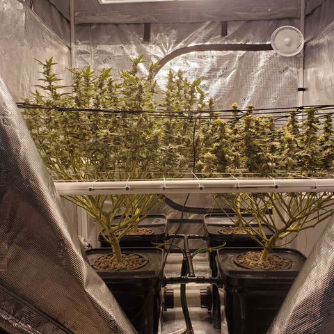 CG/ST growlog timeline photo