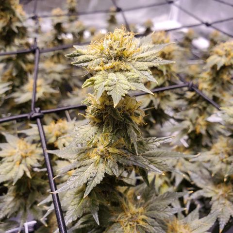 CG/ST growlog timeline photo