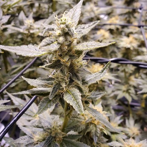 CG/ST growlog timeline photo
