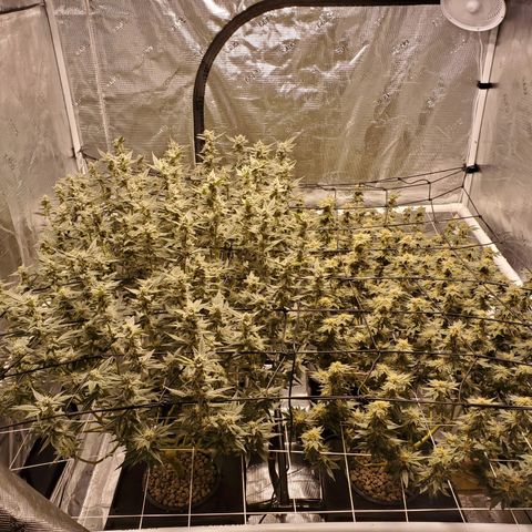 CG/ST growlog timeline photo