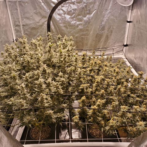 CG/ST growlog timeline photo