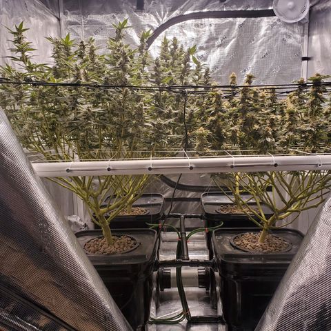 CG/ST growlog timeline photo