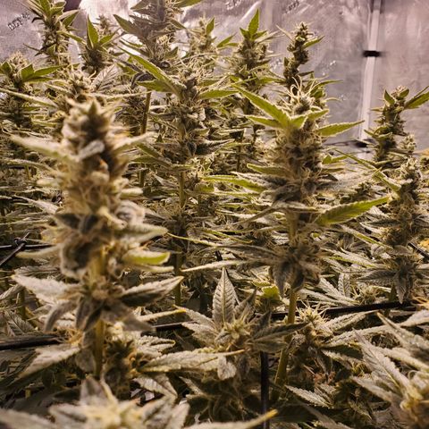CG/ST growlog timeline photo